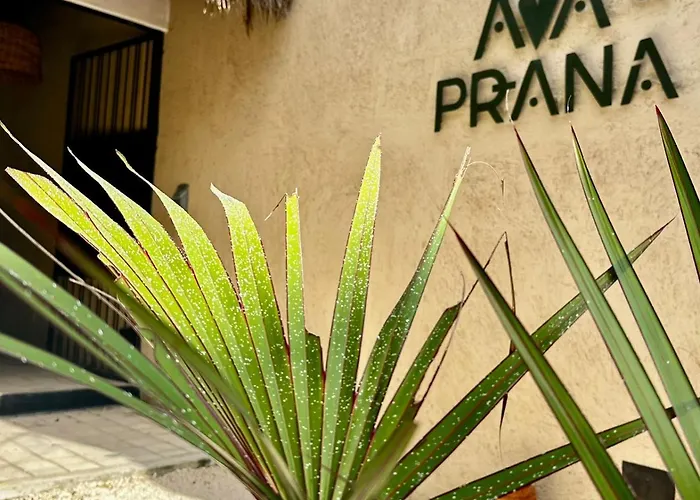 Ama Y Prana