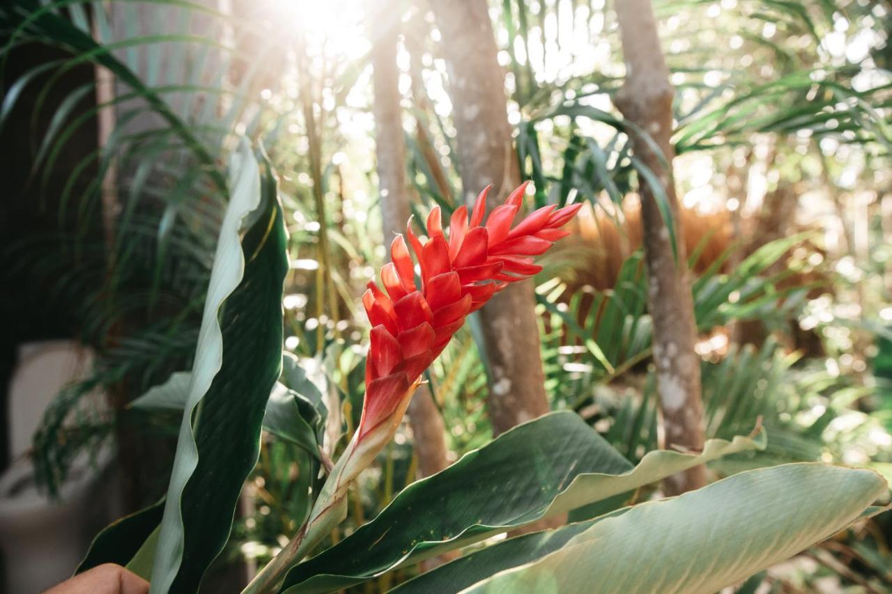 Selvatik - Jungle Pod Hotel Tulum