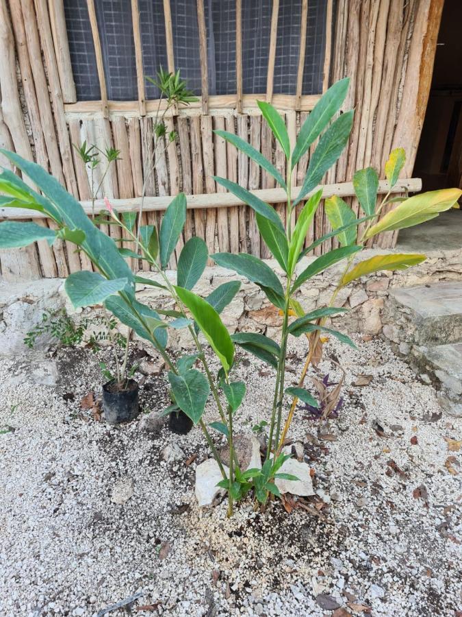 Aldea Yuyu * Tulum