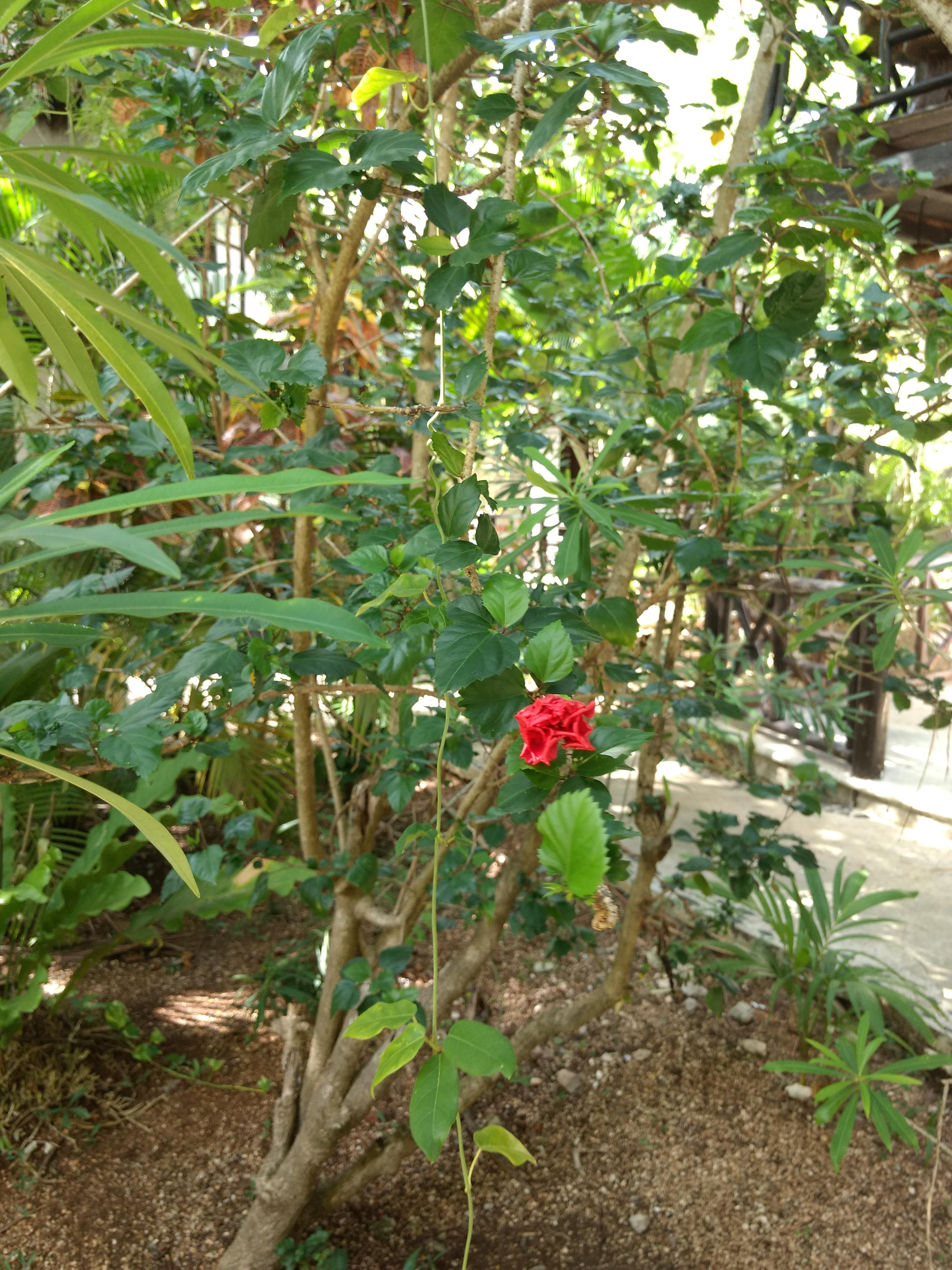 Hotel & Gardens