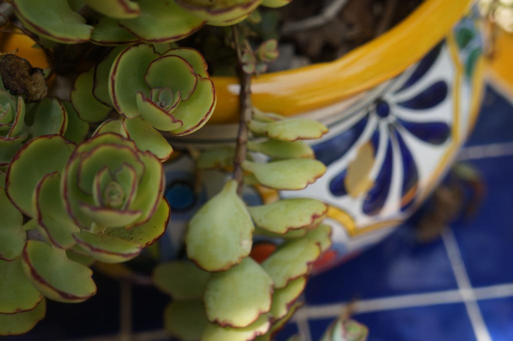 Zenaliza Bed and breakfast Tulum