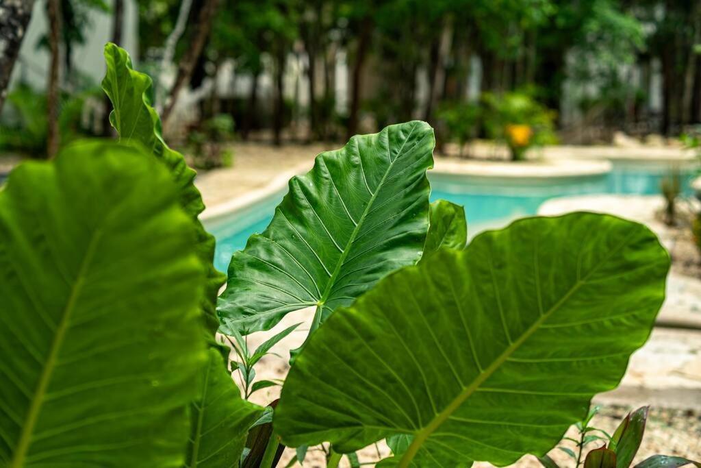 The Cozy Boho Nomad With Free Bikes Tulum