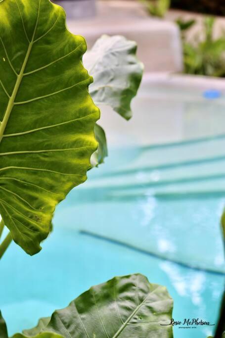Сasa de vacaciones Zen Canto Tuuch :: May The Jungle Be With You Tulum