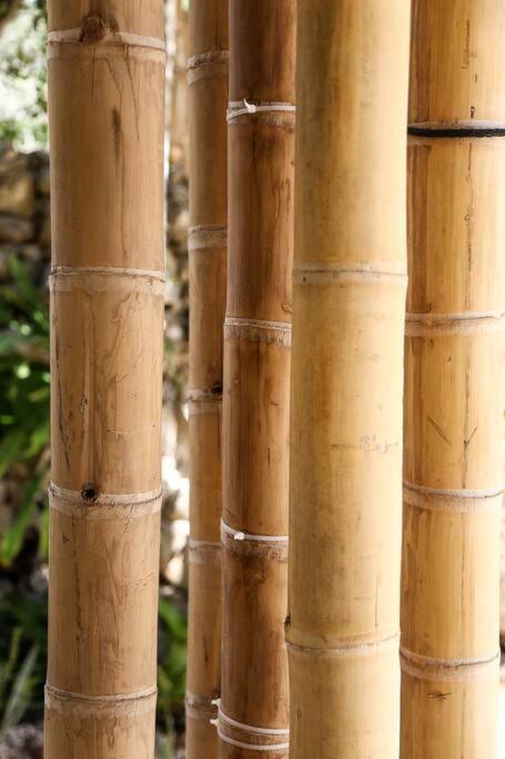 Сasa de vacaciones Zen Canto Tuuch :: May The Jungle Be With You Tulum
