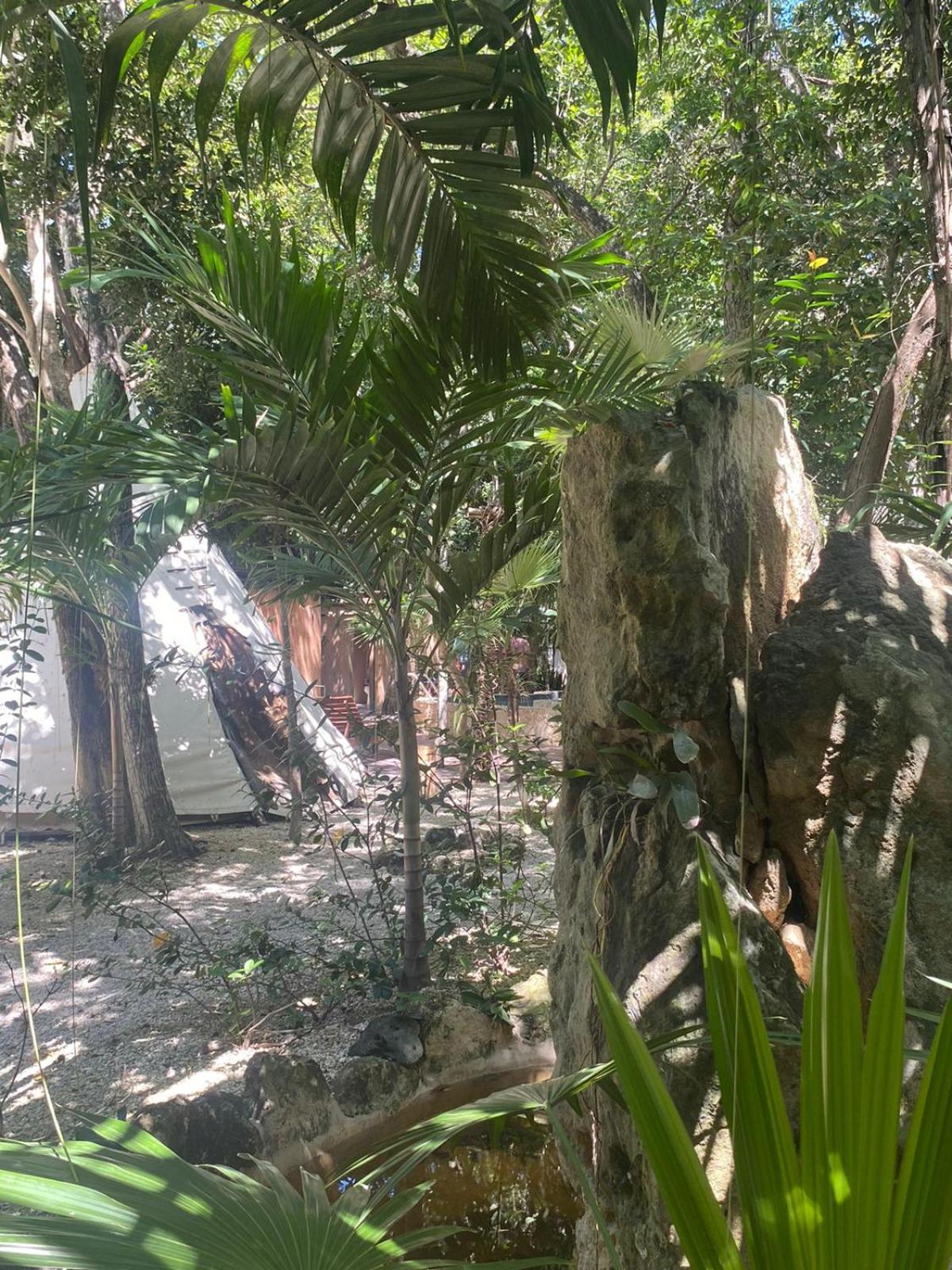 Bufo Alvarius Hotel Tulum