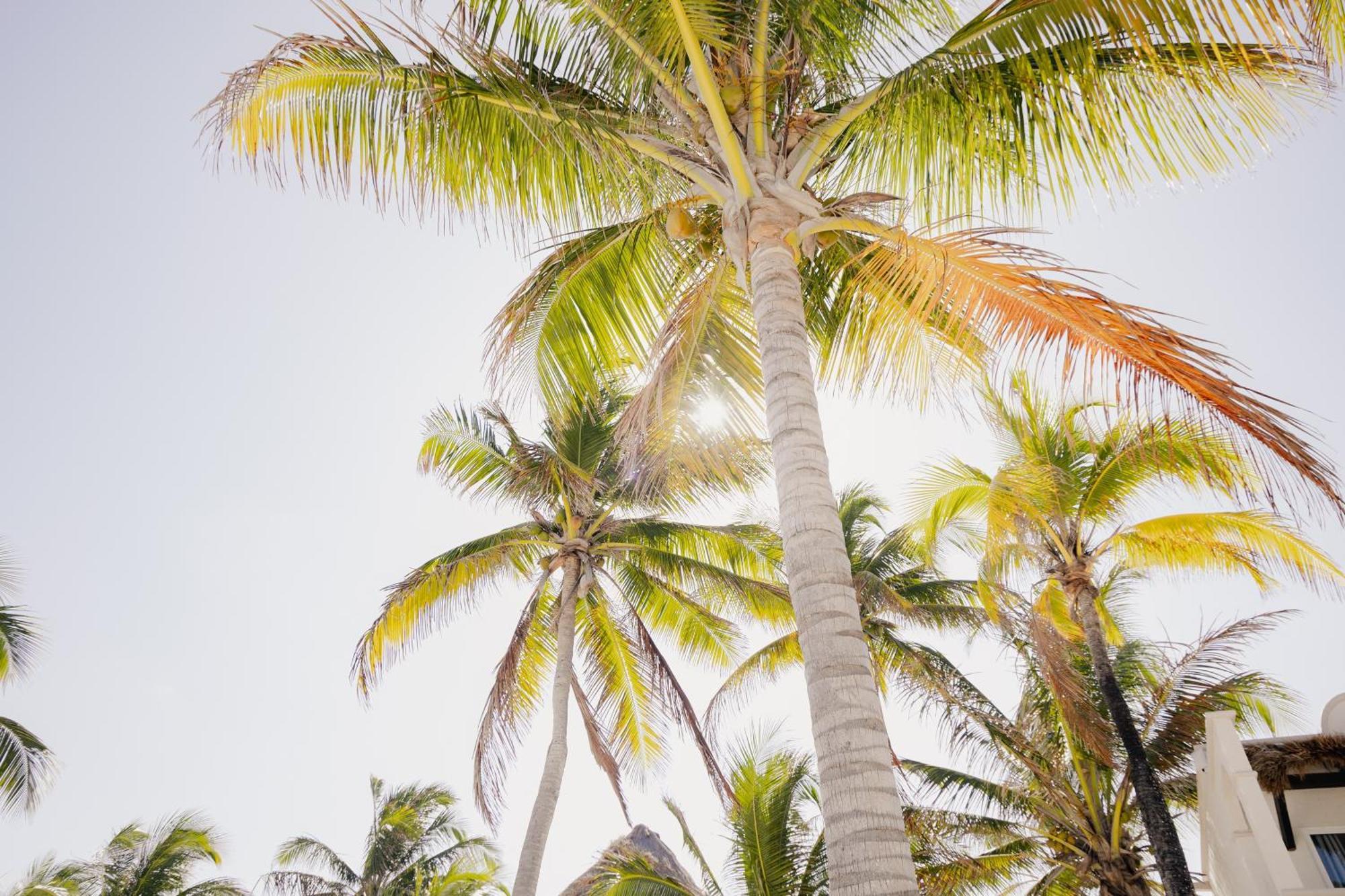 Vr Club Riviera 4* Tulum