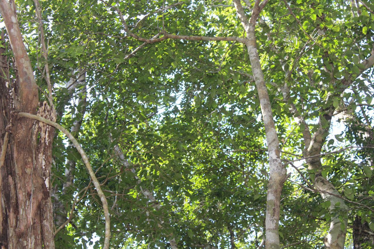 Camping Stage One Camping Tulum