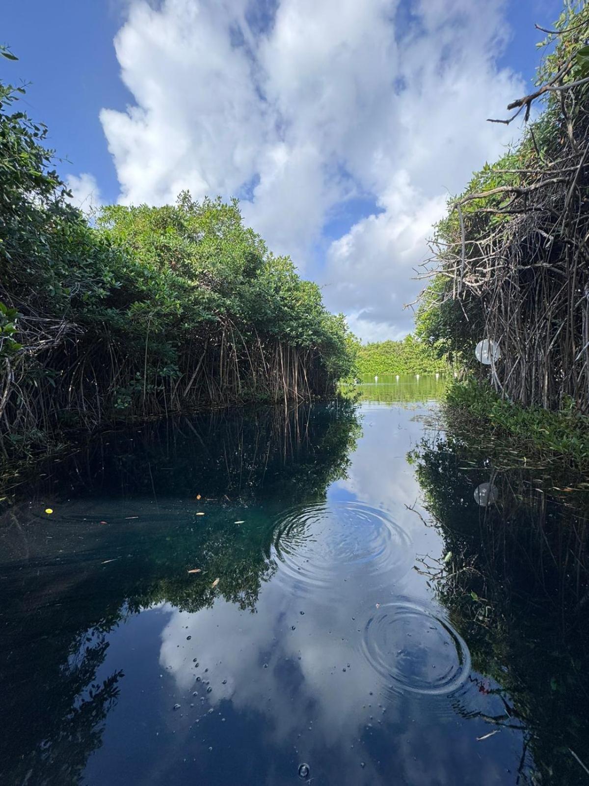 - Aldea Mangle & Cenote Lodge Tulum