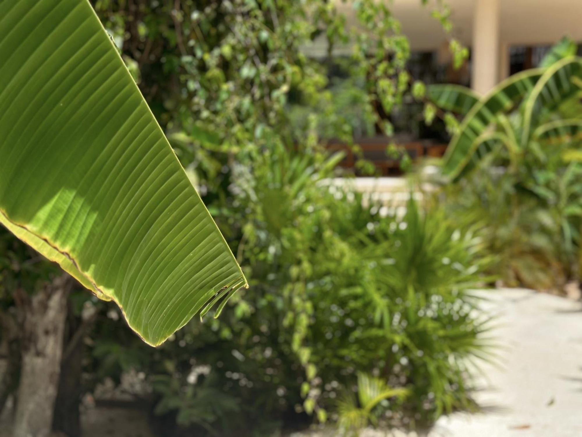 Ophelia In Aldea Zama Apartahotel *