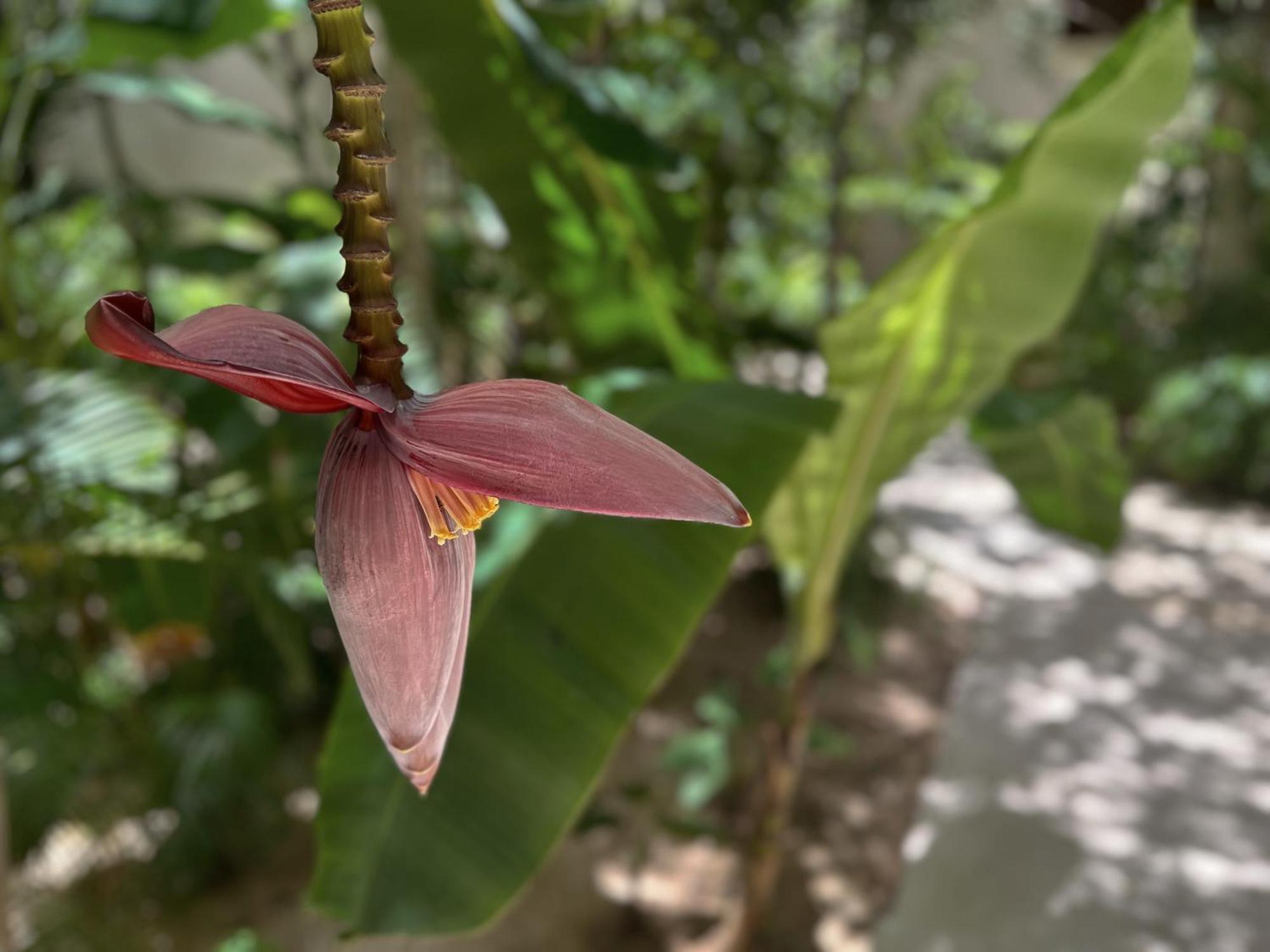 Apartahotel Ophelia In Aldea Zama Tulum