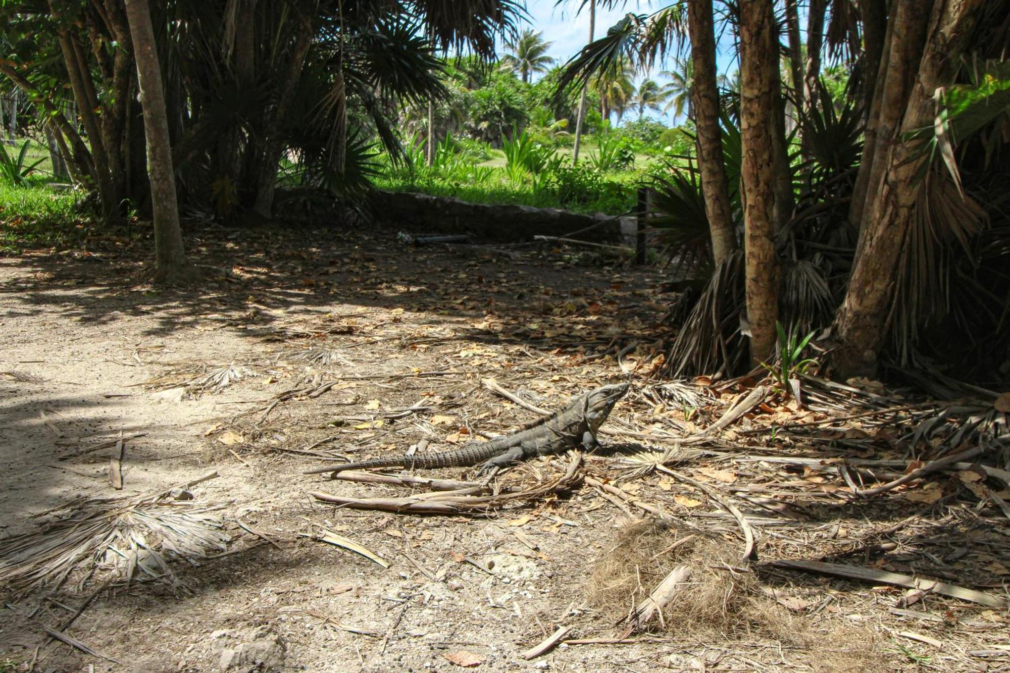 Mya 206 At Aldea Zama Tulum