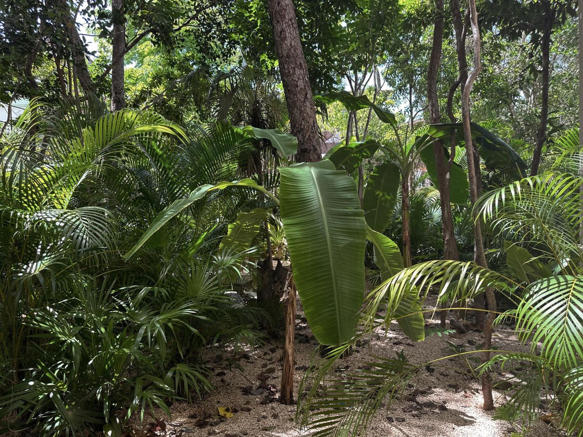 Apartahotel Ophelia In Aldea Zama Tulum