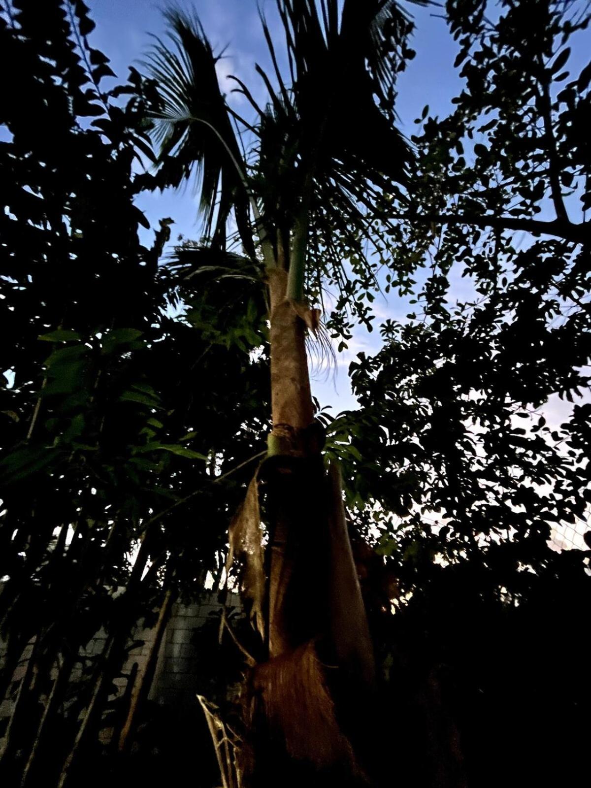 Linda Casa Privada En La Naturaleza De Tulum! Сasa de vacaciones Tulum
