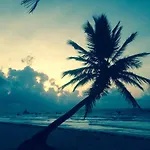 Turquesa Tulum Jungle Camping