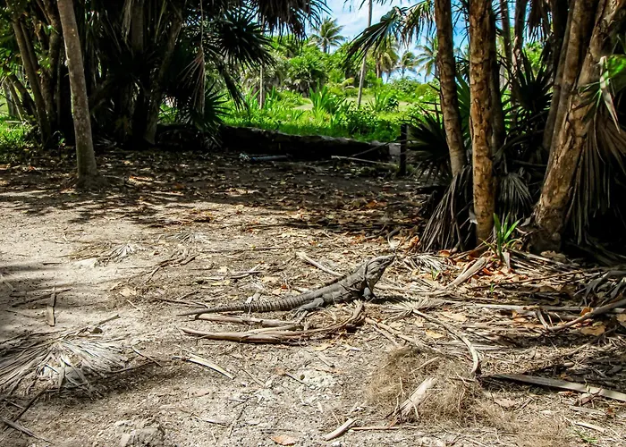 Pure Tulum 303