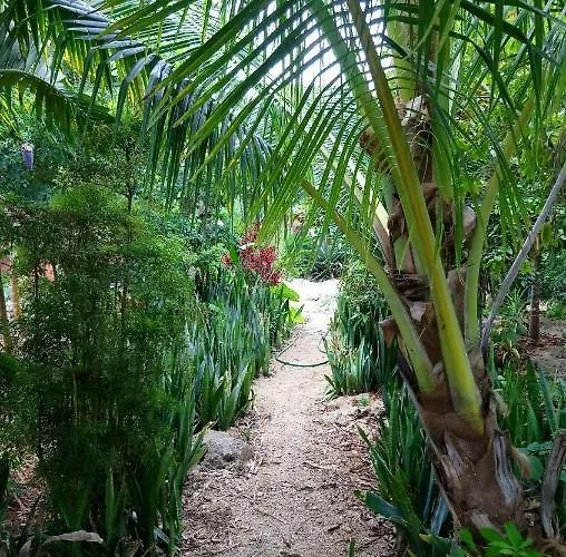 Jungle Oasis