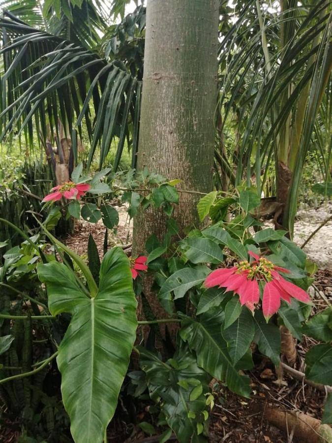 Сasa de vacaciones Jungle Oasis *