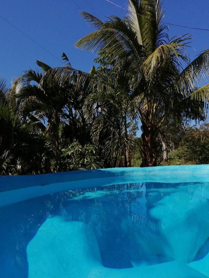 Jungle Oasis