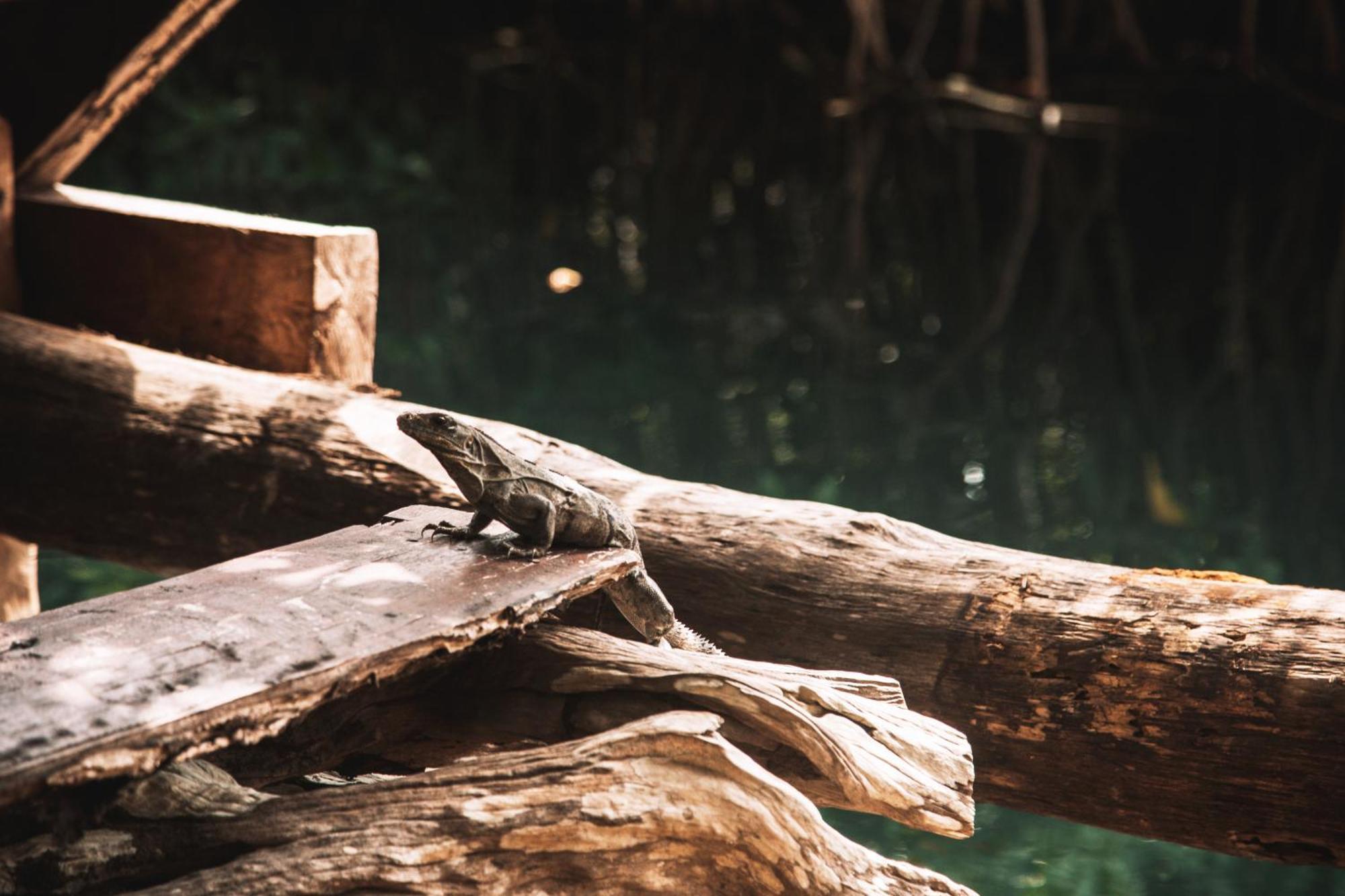 Campo de lujo Uman Glamping & Cenote