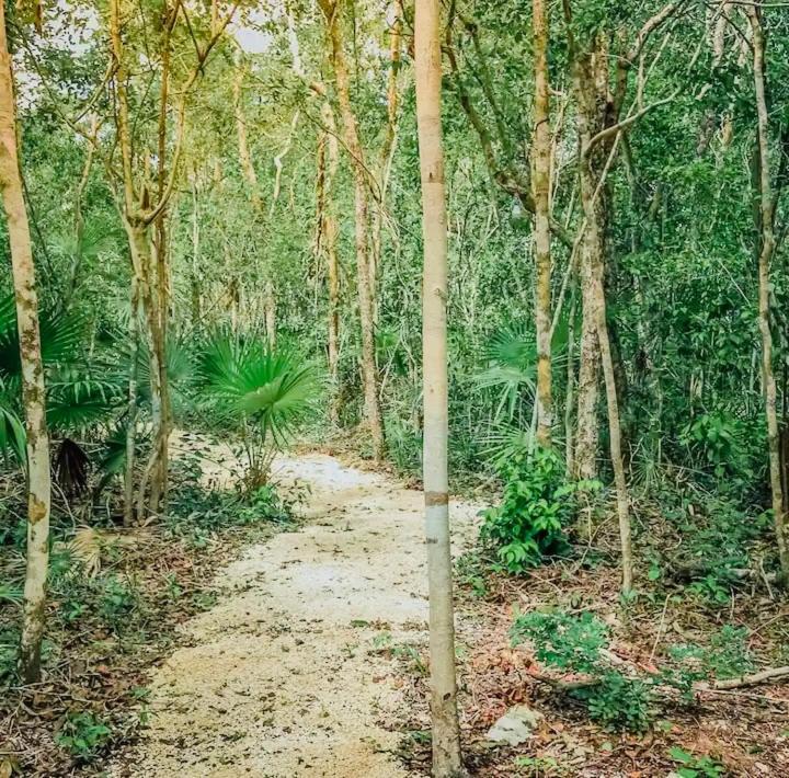 Jungle With Plunge Pool
