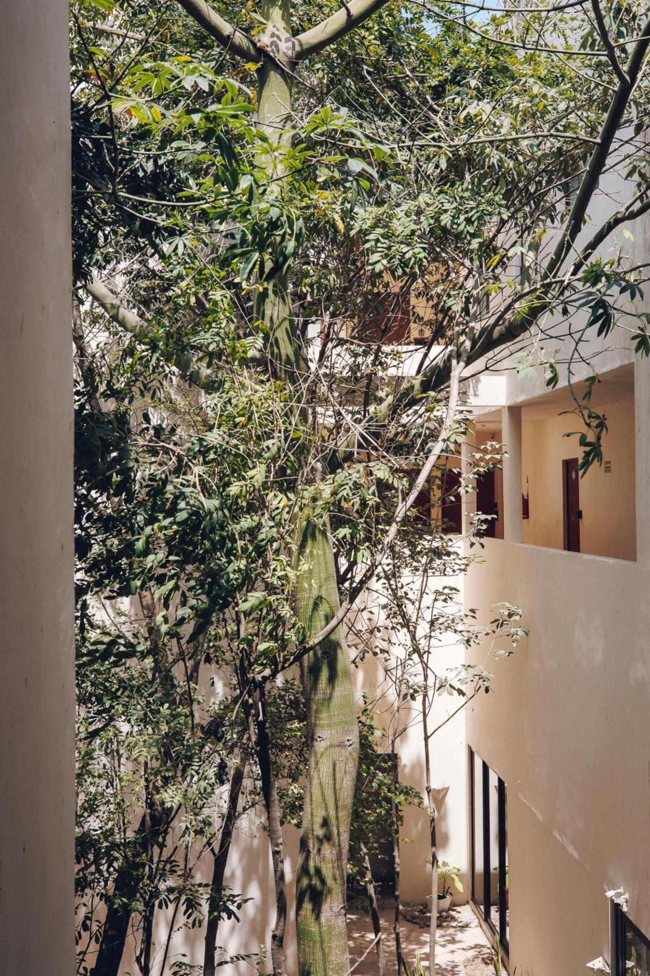 2 Bikes Free Exlusive Building Close To The Sea Tulum