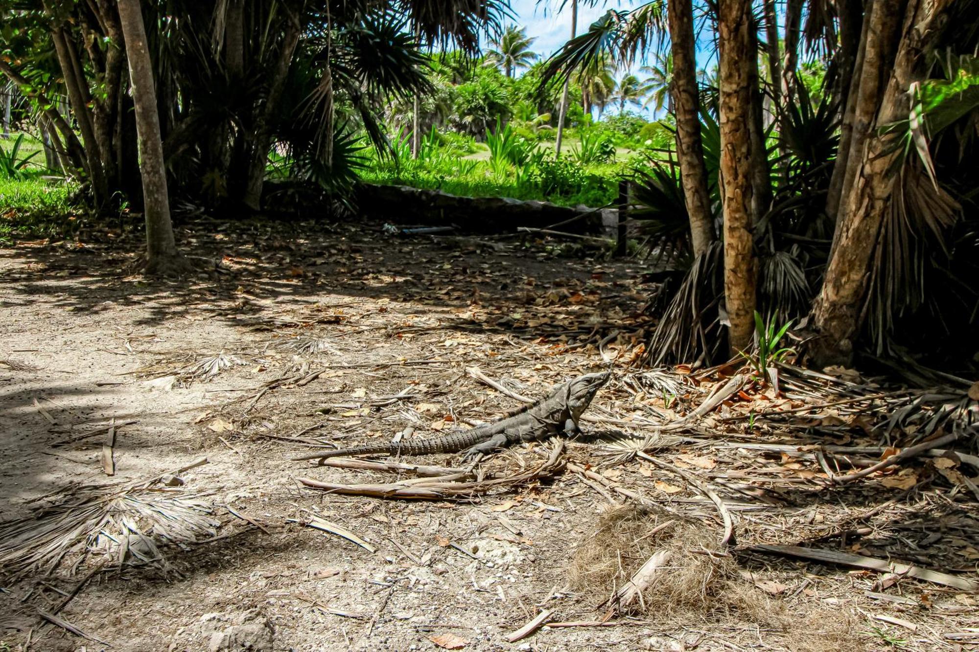 Botanica Tulum, # 302 Ph, Aldea Zama Two Bedrooms * Tulum