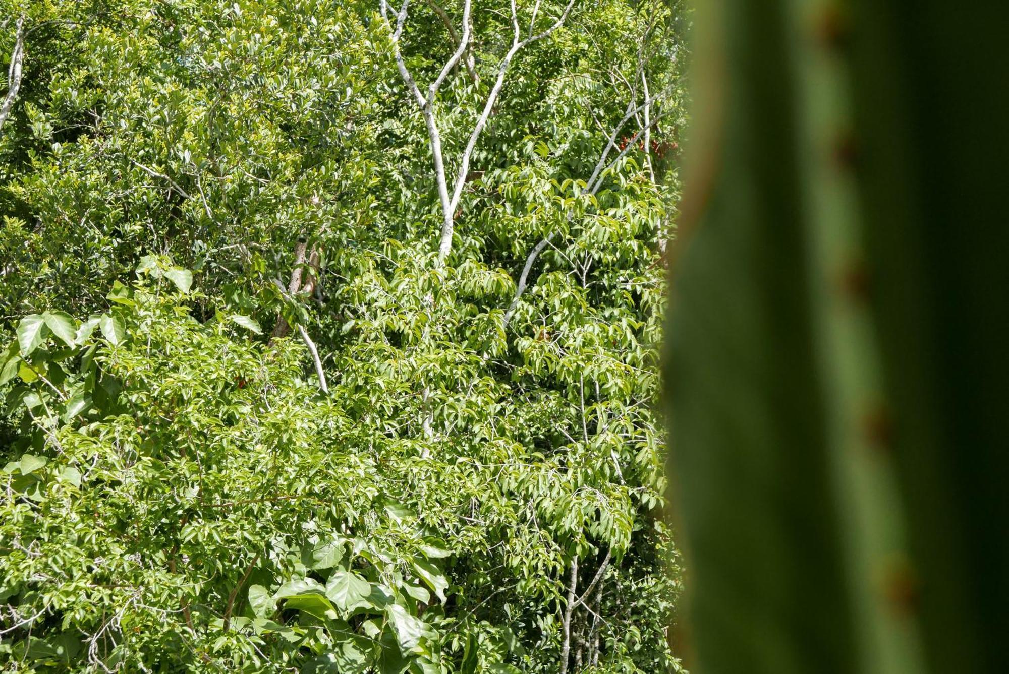 Luxury In The Exclusive Area Of Apartamento Tulum