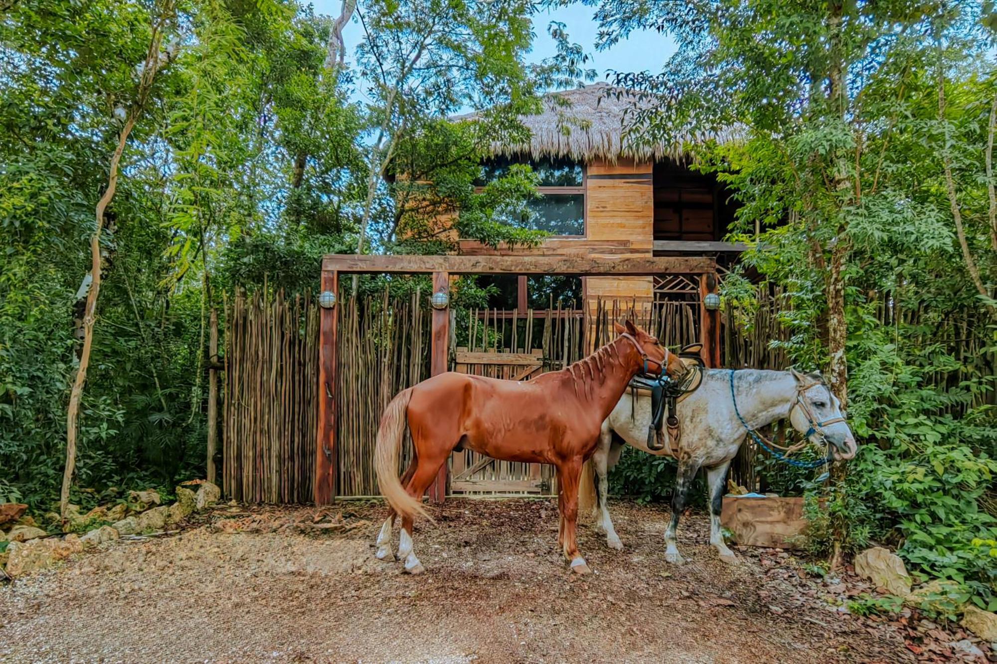 Treehouse H2ojos 4*