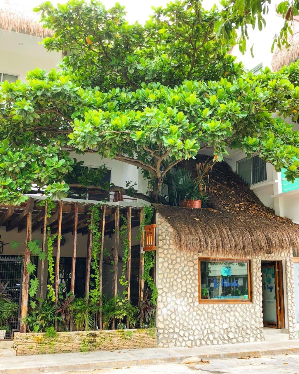 La Palmita By Mij