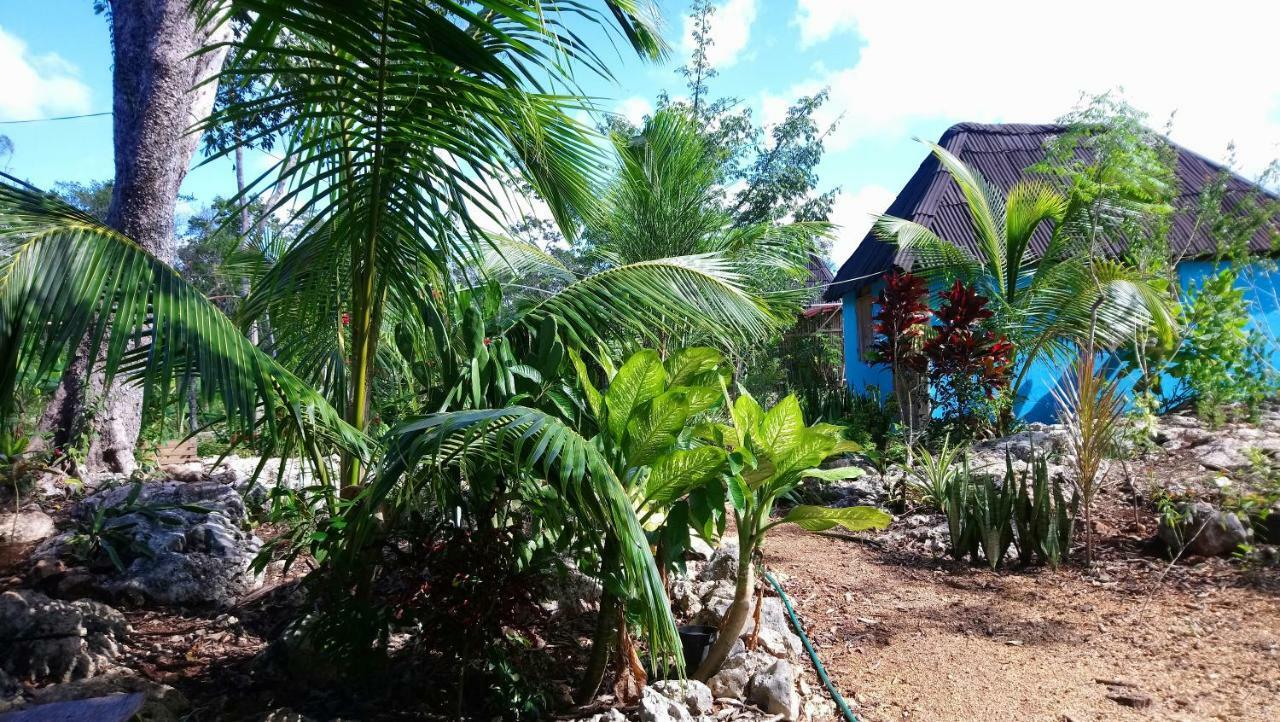 Jungle Oasis *