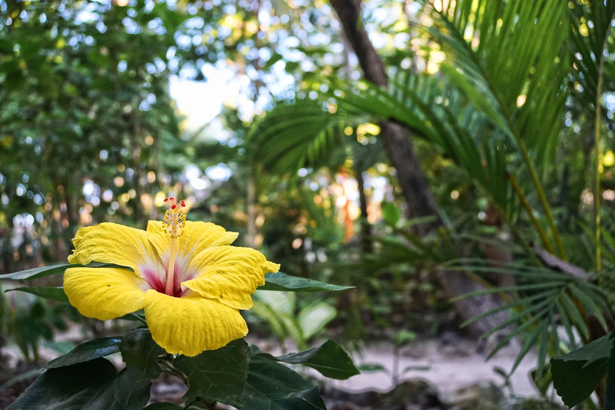 Ecologico Dos Ceibas Tulum