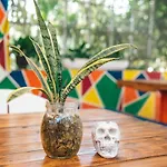 Lobo Inn Tulum