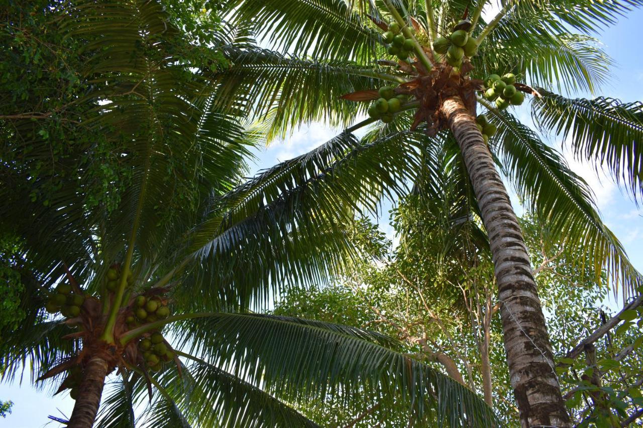 Lobo Tulum