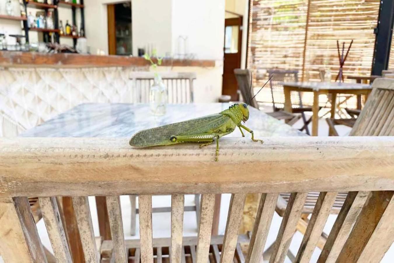 Relax Family Friendly In The In The Jungle - Pools & Cenotes Apartamento *