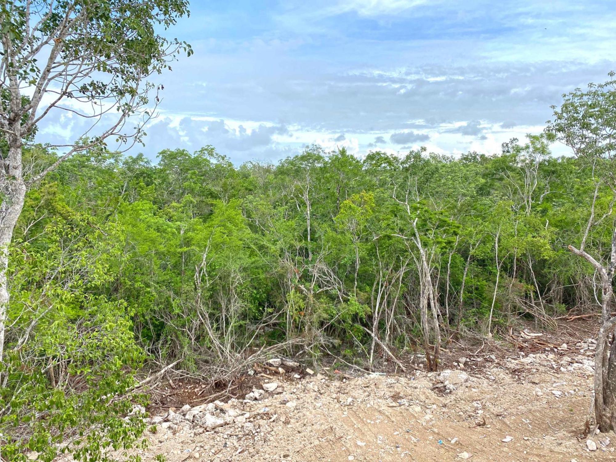 Relax Family Friendly In The In The Jungle - Pools & Cenotes Apartamento Tulum